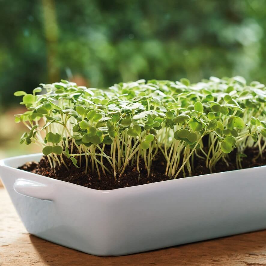 Sprouting en Microgreens